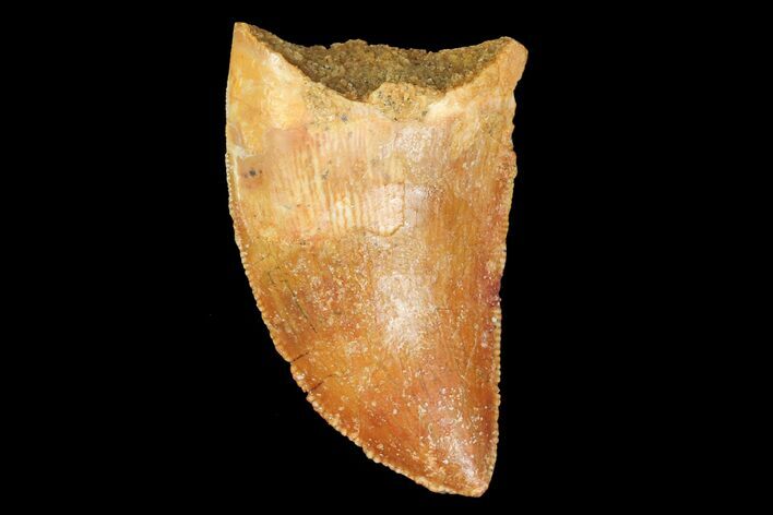 Serrated, Juvenile Carcharodontosaurus Tooth #77071